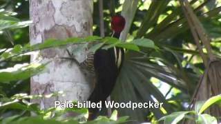 Birds of Belize  Woodpeckers and Woodcreepers [upl. by Ailedo207]