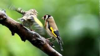 UK GARDEN BIRDS  Goldfinch feeding young [upl. by Nnyllatsyrc]