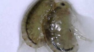 Como criar gammarus hyalleia scud  hyalella azteca [upl. by Pickens]