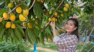 Pick Egg Fruit Canistel In My Homeland  Eating Fresh Egg Fruit amp Making Egg Fruit Cake Recipe [upl. by Hnao]