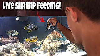 FEEDING My FISH LIVE SHRIMP [upl. by Kayley]