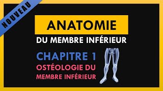 Anatomie Du Membre Inférieur  Chapitre 1  Ostéologie du membre inférieur [upl. by Earl922]