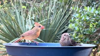 NEW Bird video for pets real backyard sounds and wildlife [upl. by Alfeus668]