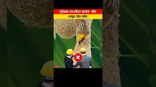 দুনিয়ায় সবচেয়ে চালাক পাখি Penduline Tit Bird Nest Worlds Smartest Bird shorts viralvideo facts [upl. by Kcirdneh]