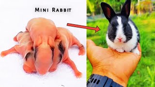 Mini Rabbit Baby Playing  mini baby rabbit  rabit video on youtube crazyvloglt8cy [upl. by Ambrosane]