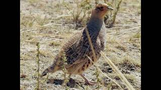 Perdix dauurica Daurian Partridge [upl. by Guenna522]