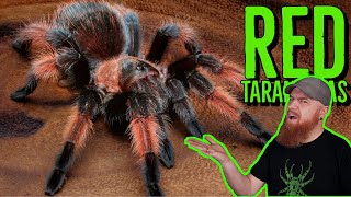 Top 10 RED Tarantulas that YOU NEED [upl. by Ilellan]