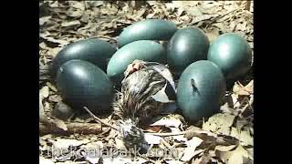 Emu Egg Hatching in the Australian Bush [upl. by Datha]