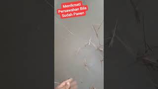 Menikmati Pemandangan Persawahan Bila Sudah Panen shorts viral subscribe hiburan [upl. by Judsen910]