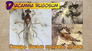 Самцы Белые куколки Охота Диакамм  Diacamma rugosum [upl. by Aneem]