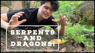 Venomous SERPENTS and modern day DRAGONS 33 [upl. by Cammi811]