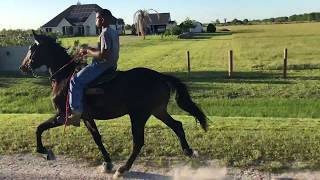 Legend  24 month old Standardbred Colt Rosharon Tx [upl. by Ertnom]