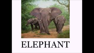 Animal Sounds and Names LOTS of Animals  Educational for Babies  Toddlers  Preschool Age Kids [upl. by Flanagan]