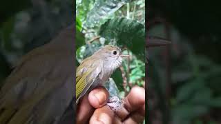 YUHINA PERUT PUTIH Eastborneo short YuhinaKalimantan  AlamSekitar [upl. by Nnylyaj902]