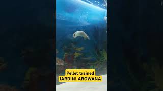 Jardini arowana  Pellet training arowana oscarfish shorts monsterfishkeeper [upl. by Larner204]