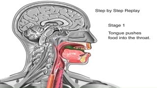 How Swallowing Works Animation Video  Stages of Swallowing Process  Swalllow Anatomy amp Physiology [upl. by Ecille204]