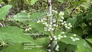 물참대 Deutzia glabrata 야생화를 찾아서148 in search of wildflowers 한밭수목원 Hanbat Arboretum [upl. by Laura449]