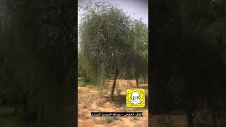 شجرة الغاف الخليجي Prosopis cineraria [upl. by Maite]