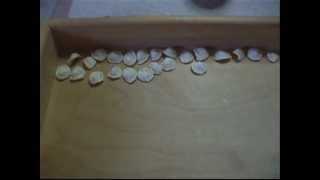 Come realizzare orecchiette in casa [upl. by Eves]