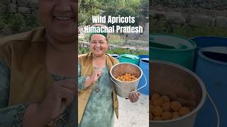 Wild Apricot जंगली खुबानी of Kinnaur Himachal Pradesh Know about Wild apricot oil organic oil [upl. by Mckenzie]