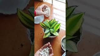 আমার পছন্দের Sansevieria plant টা লাগালাম 🪴💕 gardening sanseveria plant short [upl. by Paryavi]