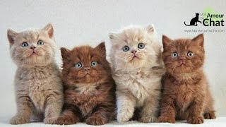 Bébé chat le top 10 des chatons les plus mignons au monde avec un petit bonus [upl. by Inot]