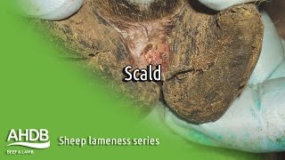 Scald  Sheep Lameness series [upl. by Ahsieken]