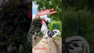 Sir Excalibur of „Exchequer Leghorn“ 🐓 Unser schöner Hahn kräht 🐓 rooster exchequer leghorn [upl. by Lia]