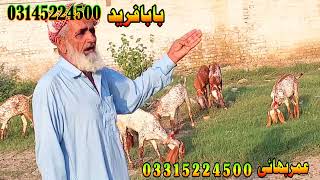 Pure makhi cheeni bakry at umar goat farm goat farming in Pakistan goat business [upl. by Garett]