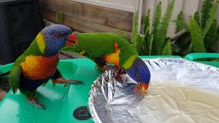 Feeding honey to wild lorikeets [upl. by Delwyn]