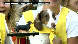 2022 Wiener Dog amp Wiener Wannabe Races [upl. by Enylrac]