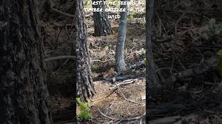 Timber rattler timber rattlers rattlesnake stokes hangingrock snakes wildlife fyp beauty [upl. by Yemar909]