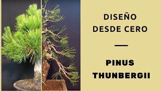 Bonsai Pinus Thunbergii  Diseño y modelado desde cero [upl. by Rog]