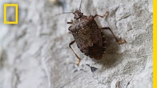 Fighting the Invasive Stinkbug  National Geographic [upl. by Stinky]