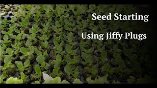 Seed Starting Using Jiffy Plugs [upl. by Holtorf985]