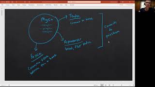 Biology 2010 Chapter 10 Skeletal Muscle Tissue Gross Anatomy Video 3 [upl. by Enyrhtac]