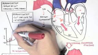 Cardiology  Relationship of conduction system ventricular contraction and ECG [upl. by Dorry]