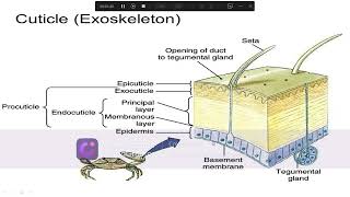 Ecdysis Moulting in Arthropods ecdysis Ecdysis or moulting Ecdysis or moulting class 12 [upl. by Mcafee]