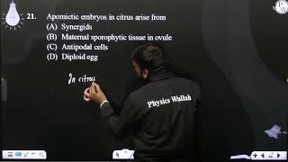 Apomictic embryos in citrus arise from [upl. by Billie]