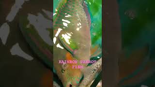 Rainbow Parrot FishScarus rivulatus [upl. by Esinad]