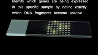 Microarrays [upl. by Lu102]