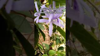 Sandpaper vine  Purple   Sweet Petrea [upl. by Ramhaj]