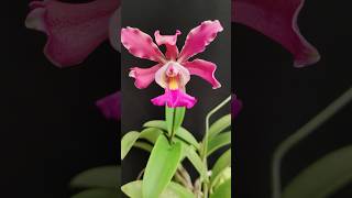 Schombocattleya tibicinis x aclandiae orchid anggrek [upl. by Garcia]