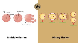 Fission Binary amp Multiple Class 10  How do organisms reproduce [upl. by Orrocos634]