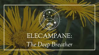 Elecampane The Deep Breather [upl. by Melisenda503]