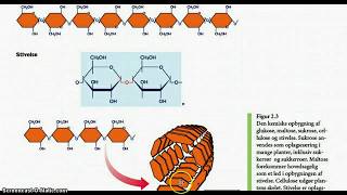 Opbygning af kulhydrat fedt og protein [upl. by Yerkovich34]