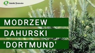 Modrzew dahurski Dortmund  Wyjątkowa roślina kolekcjonerska  Iglaki do Ogrodu [upl. by Nilkcaj]