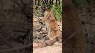 motocle mexicangroundsquirrel Zacatecas Mexico bwild [upl. by Asenej]