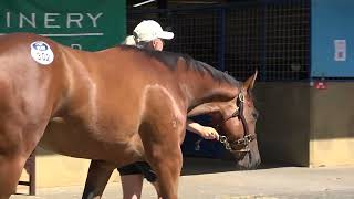 Inglis Premier Ole Kirk x Invincible Express Filly [upl. by Leverett763]