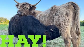 Baling Hay for the Heilen Coos [upl. by Elimay]